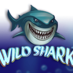 Wild Shark